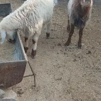 دو عدد بره نر.