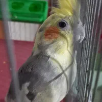 عروس هلندی نر