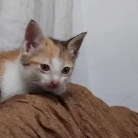 واگذاری بچه گربه رایگان|گربه|رشت, حومه رشت|دیوار