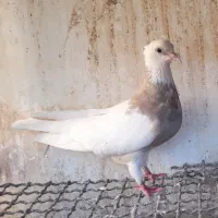 کبوترطوقی نر|پرنده|آزادشهر, |دیوار