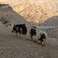 کهره و بره|حیوانات مزرعه|منج, |دیوار