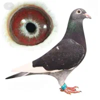 کبوتر استعلام مقام و پلاک