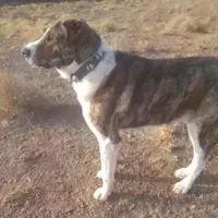 ۱۵۰۰۰۰۰۰|سگ|تربت جام, حافظ|دیوار