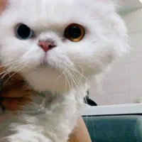 برفی پرشین چشم دورنگ