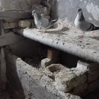 کبوتر|پرنده|اسفرورین, |دیوار