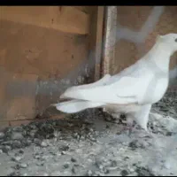 کبوترهای پرشی و ساعتی|پرنده|هشتگرد, ایقربلاغ|دیوار