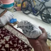 کفتر اصفهانی