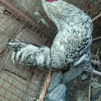 خروس محلی اصل معاوضه با ps2|حیوانات مزرعه|خاش, |دیوار