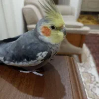 عروس هلندی