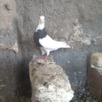 کبوترطوقی