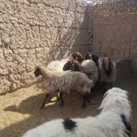 بره