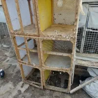 چخ طوری جفتگاه