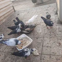 پرنده