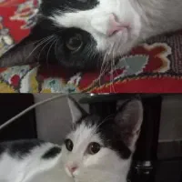 دوتا بچه گربه ۸ماهه گمشده