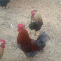 خروس درشت