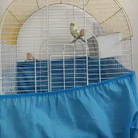 مرغ عشق ماده و قفس