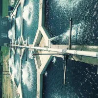 فروش ماهی قزل آلا