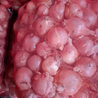 تامین کننده پیاز برا صادرات و شهرستان|حراج|بناب, |دیوار