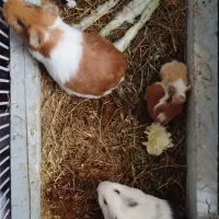 پنج عدد خوکچه هندی|موش و خرگوش|تبریز, |دیوار