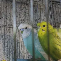 مرغ عشق پروانه ای|پرنده|سراب, |دیوار