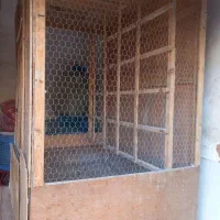 کبوتر|لوازم جانبی حیوانات|نسیمشهر, |دیوار