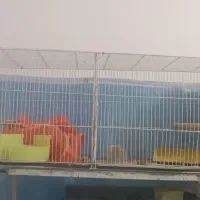 یک قفس  جوجه پران نو 450|لوازم جانبی حیوانات|بیرجند, |دیوار