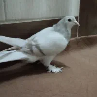 دمگیر زرد|پرنده|برخوار, |دیوار