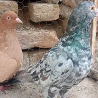 سار زرد|پرنده|فاروج, |دیوار