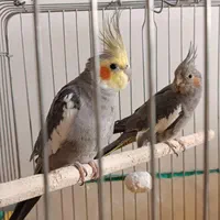 پرنده طوطی هلندی|پرنده|پرند, فاز ۶|دیوار