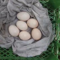 تخم مرغ نطفه دار مرغ وخروس نژاد خارجی