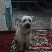 واگذاری سگ تریر 8 ماهه