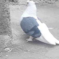 کبوتر بوشهری