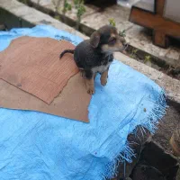 توله سگ ژرمن|سگ|زرگرشهر, |دیوار