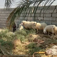 معاوضه