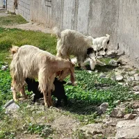 2 بز و  2.  بیگ نر وماده