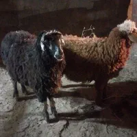 امیدیه