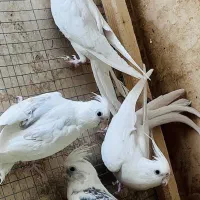 طوطی عروس هلندی
