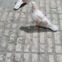 کبوتر