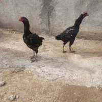 سه عدد مرغ جوان سیاه از بهترن نژاد