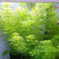 تعداد ۷۰ شاخه گیاه شیویدی