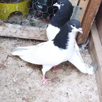 پرنده کبوتر طوقی سینه یال