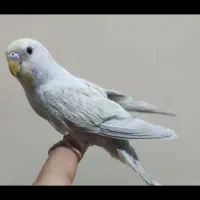 مرغ عشق ماده