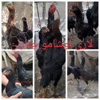 تخم مرغ نطفه دار لاری اوشامو افغان|حیوانات مزرعه|چناران, |دیوار