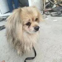 سگ پاکوتاه