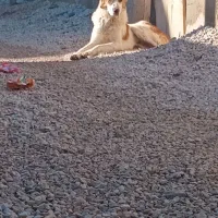 سگ دوتا|سگ|سملقان, |دیوار