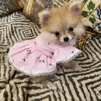 جفت نرو ماده پامر