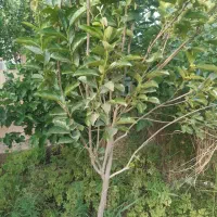 فروش زمین ۵۰۰ متری در بهمن آباد اسلامشهر|فروش زمین و ملک کلنگی|اسلام‌شهر, زرافشان|دیوار