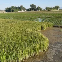 زمین زرین شهر