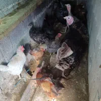 تعداد۱۵ عدد مرغ بزرگ باشه عدد بوقلمون