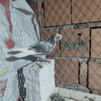جوجه کبوتر نر|پرنده|بندر ترکمن, |دیوار